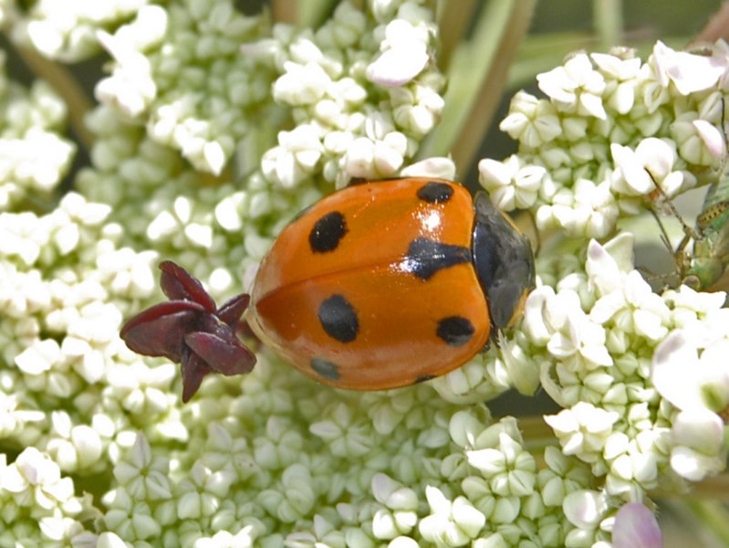 Ceratomegilla (Ceratomegilla) undecimnotata, Coccinellidae